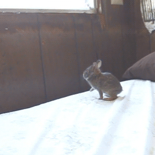 gifs_24.gif