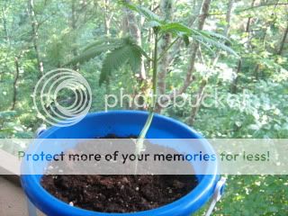 sprout015.jpg
