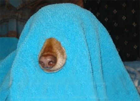 SeeingEyeDog.jpg