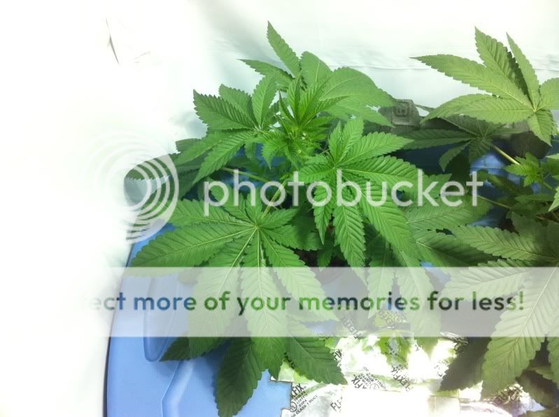 plant2big.jpg