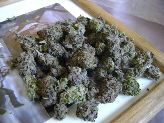 purps016.jpg