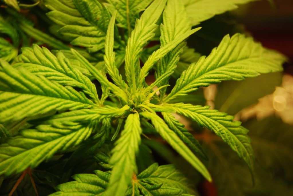 weed38006.jpg