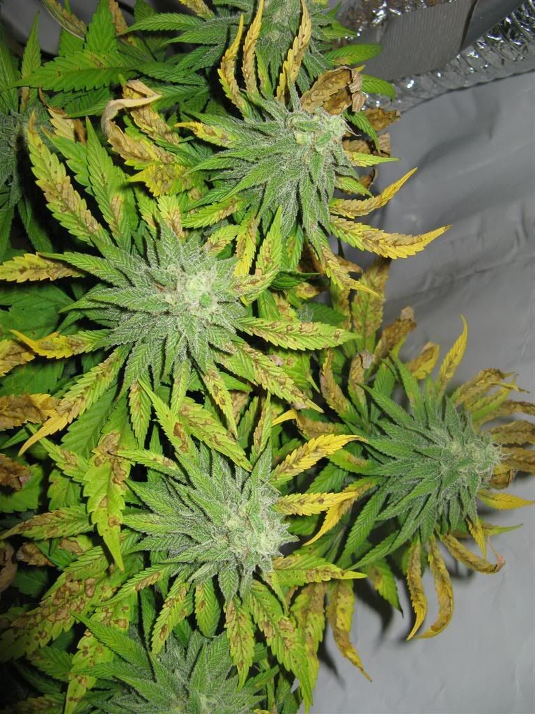 42Daysflowering007Large.jpg