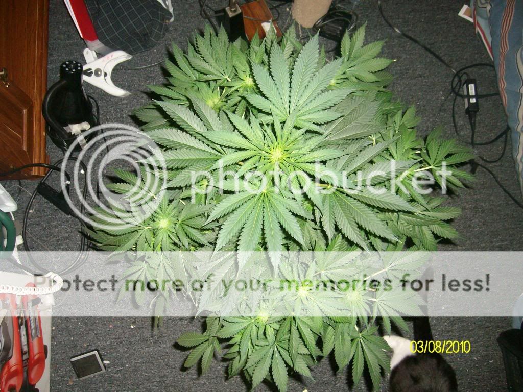 Day422weekFlowering.jpg