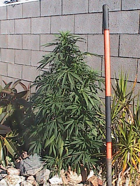7-15-09009.jpg