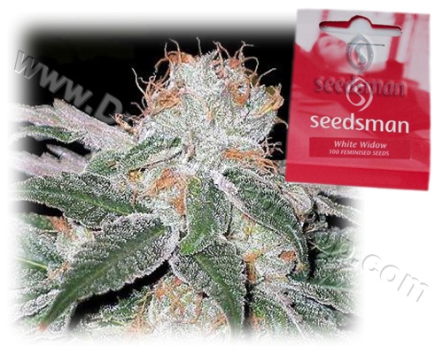 G_white-widow-feminized-bulk-seedsman_sdsmn-1.jpg