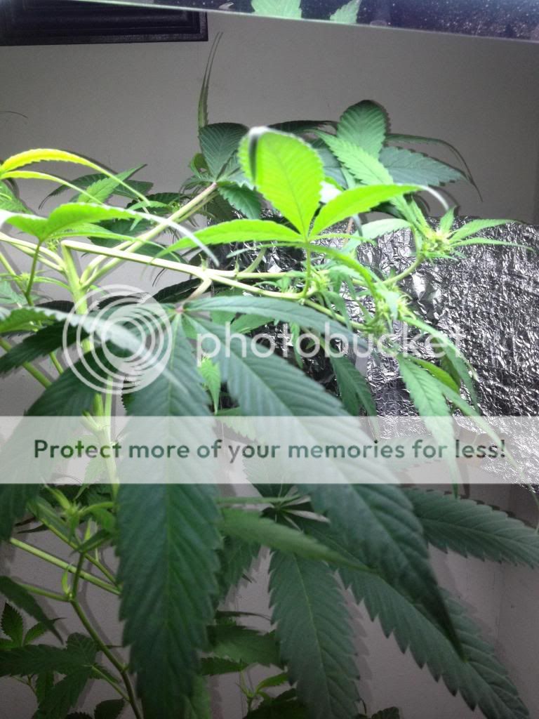 image-5_zps74d22942.jpg