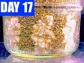 day-17.jpg