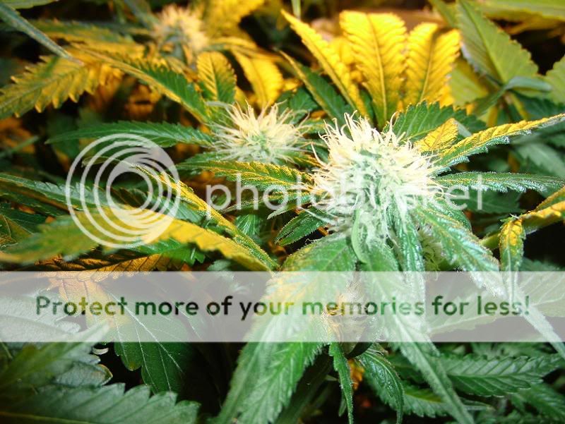 Week11Bud11.jpg