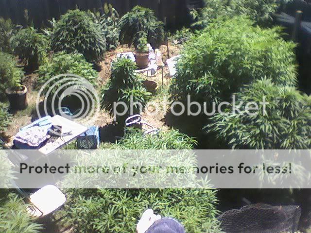 garden.jpg