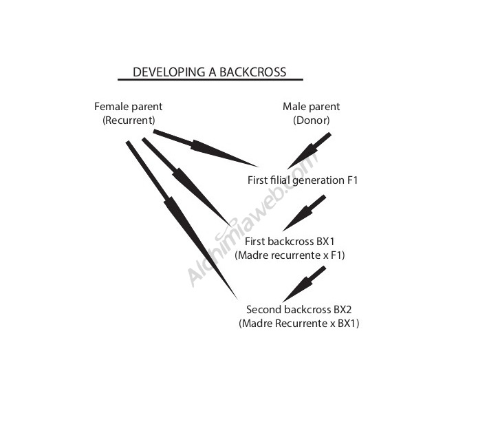 Backcrossing