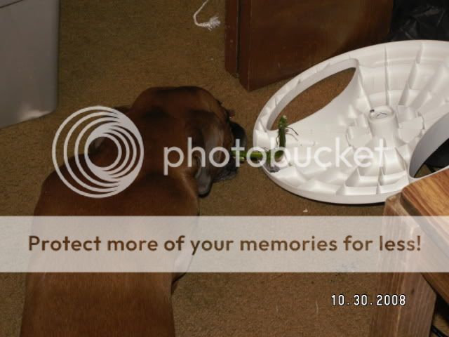PICT0272.jpg