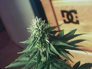 budsss.jpg