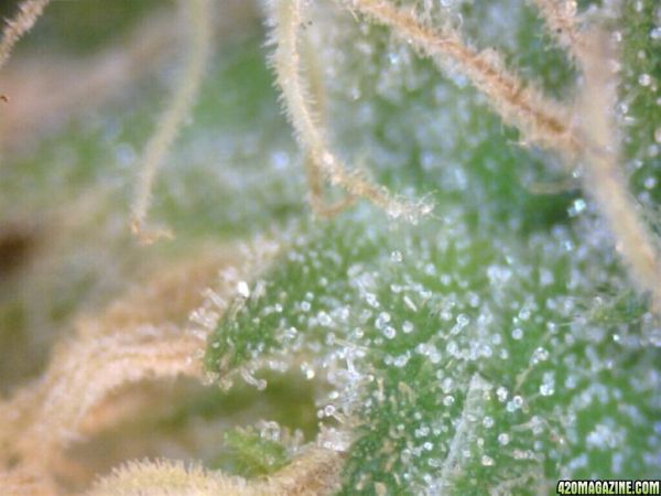 trichs_oct16_7.jpg