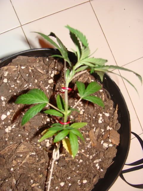 DSC04237.jpg