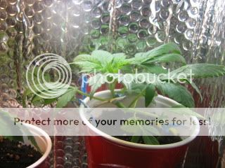 sprout007.jpg