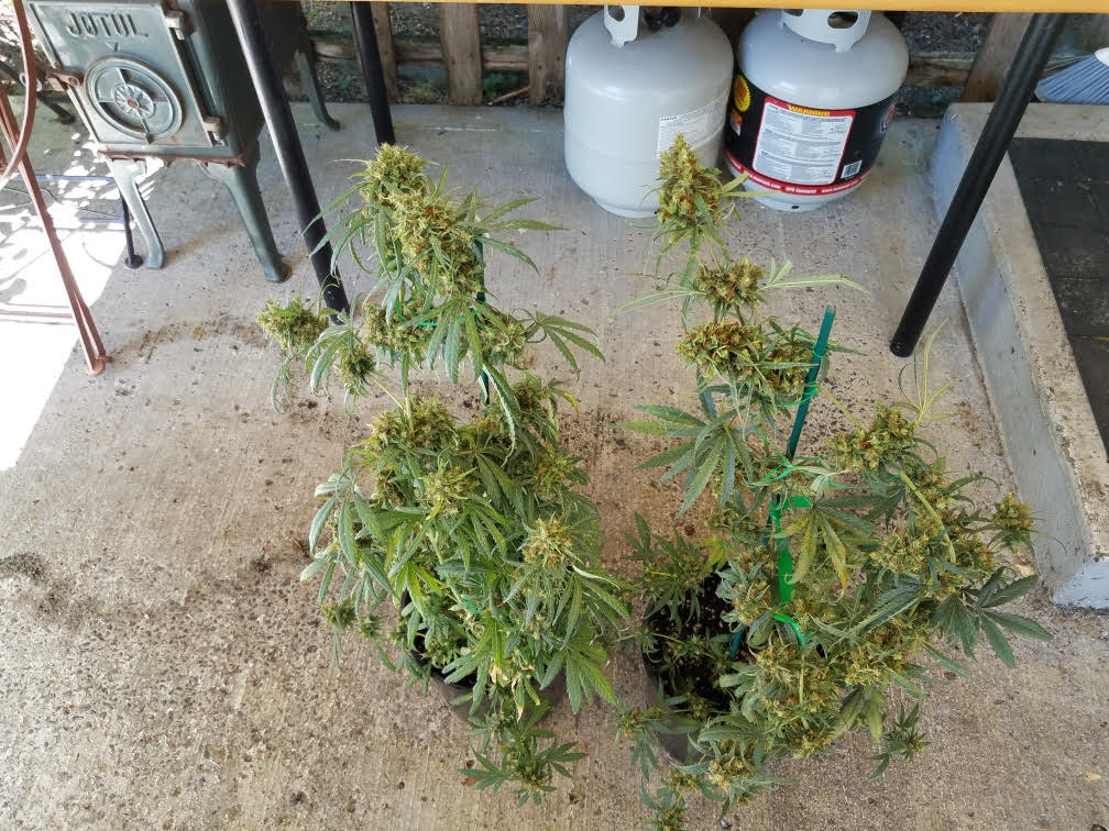 91ethiopian.jpg