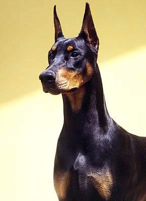 Doberman_.jpg