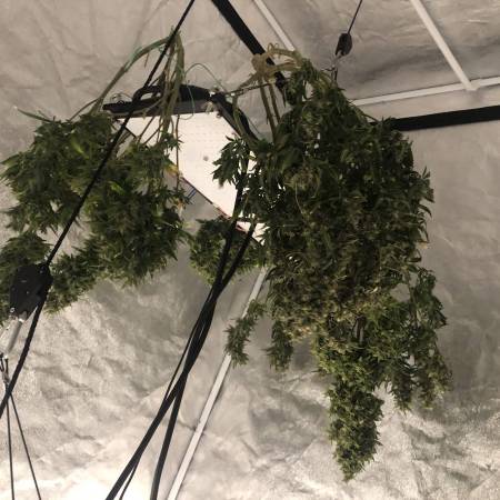 growdiaries.com