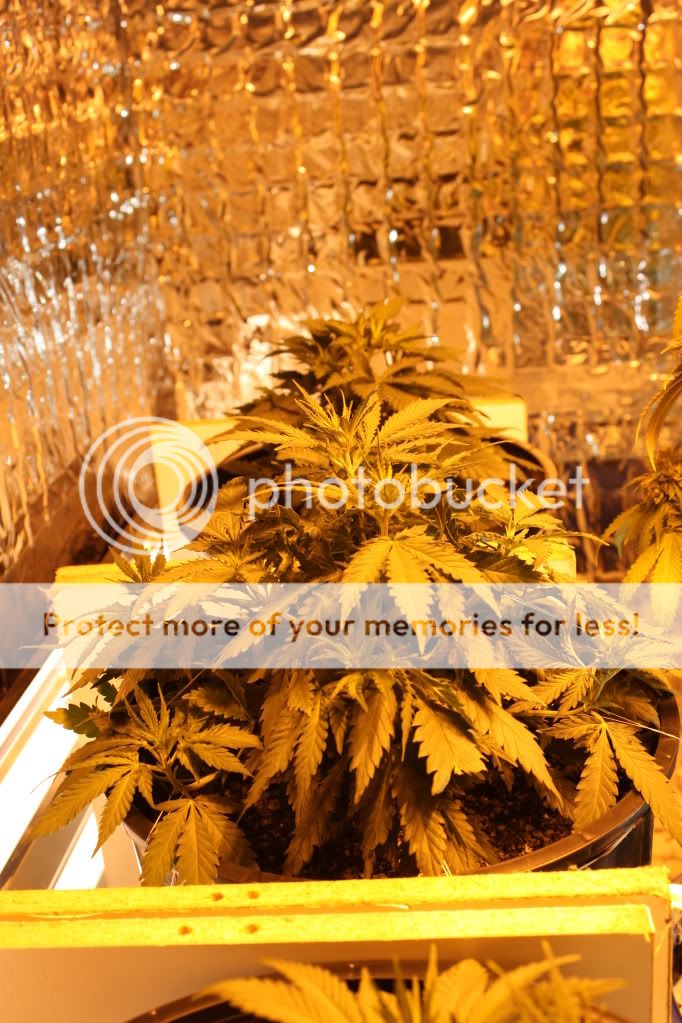 Seed1Flower1-1.jpg