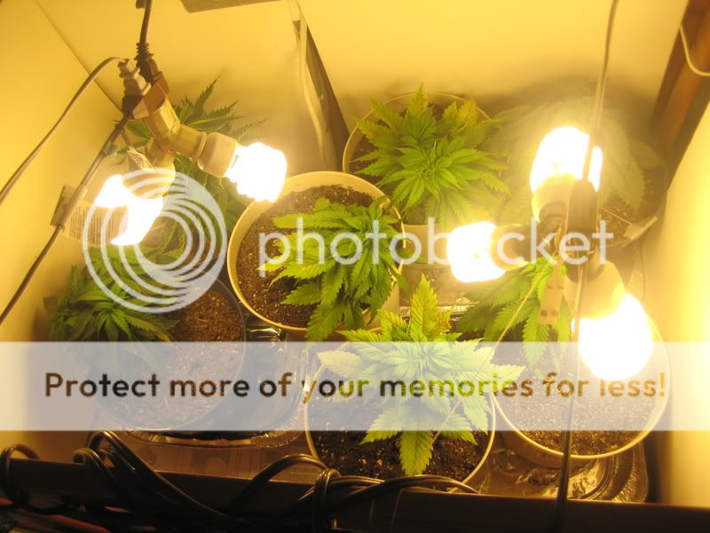 plants028.jpg