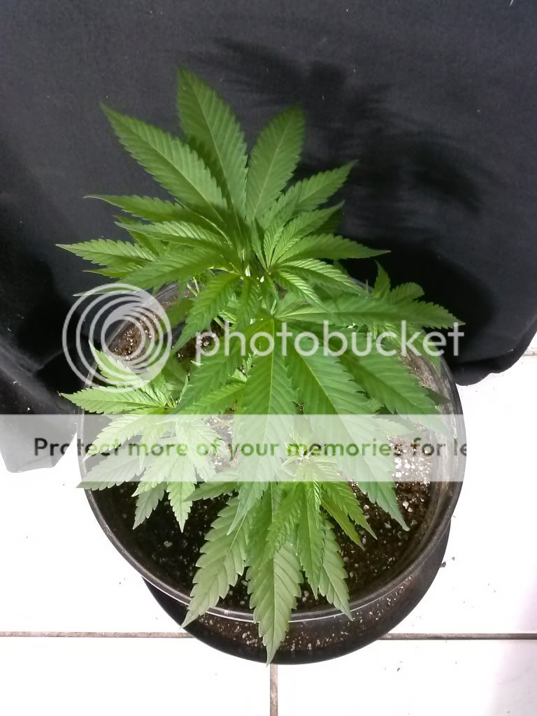 CAM00883_zps4d305b87.jpg