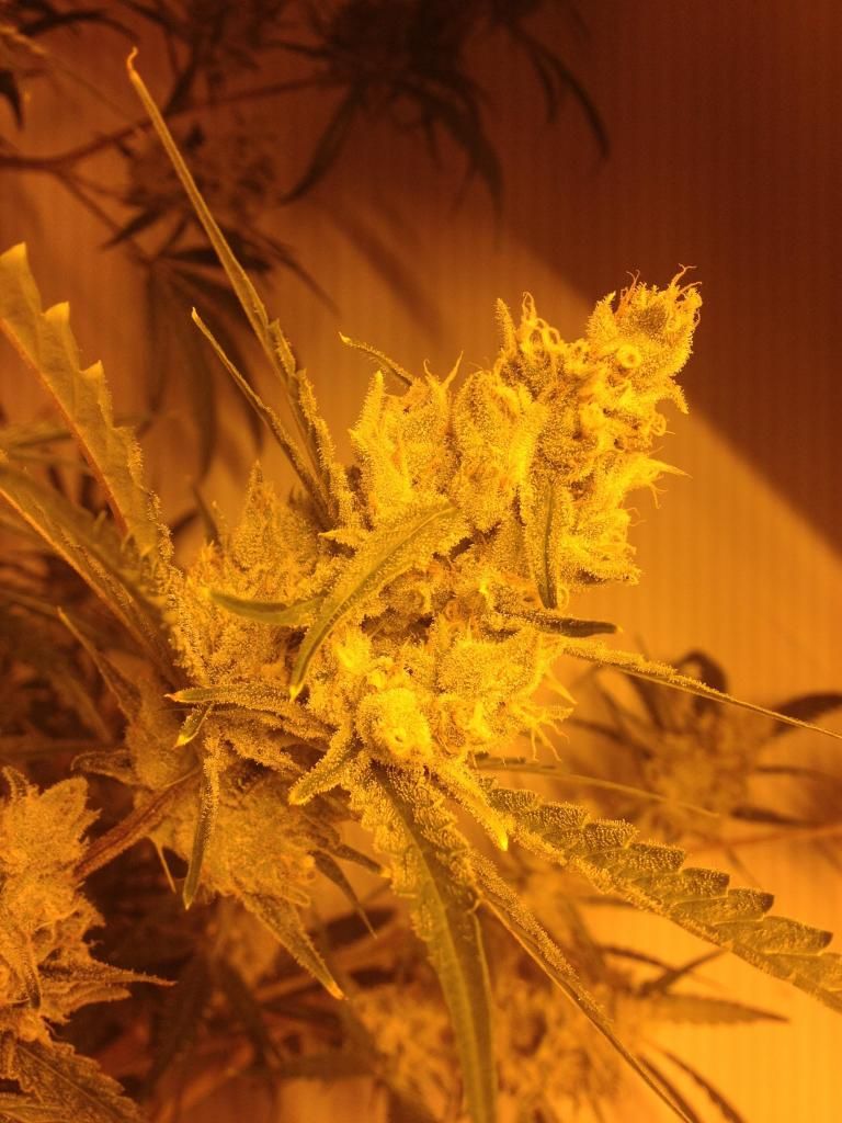 lsd6wk.jpg