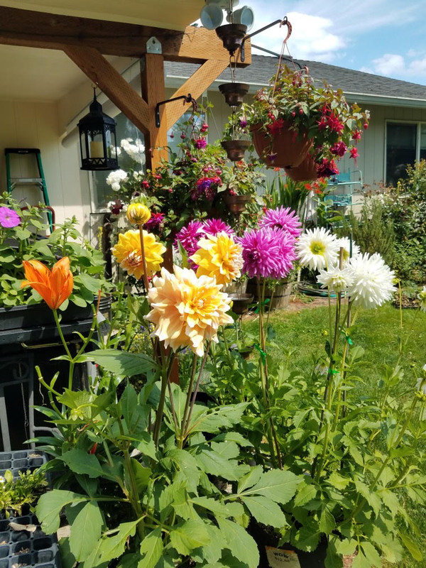 75dahlias.jpg