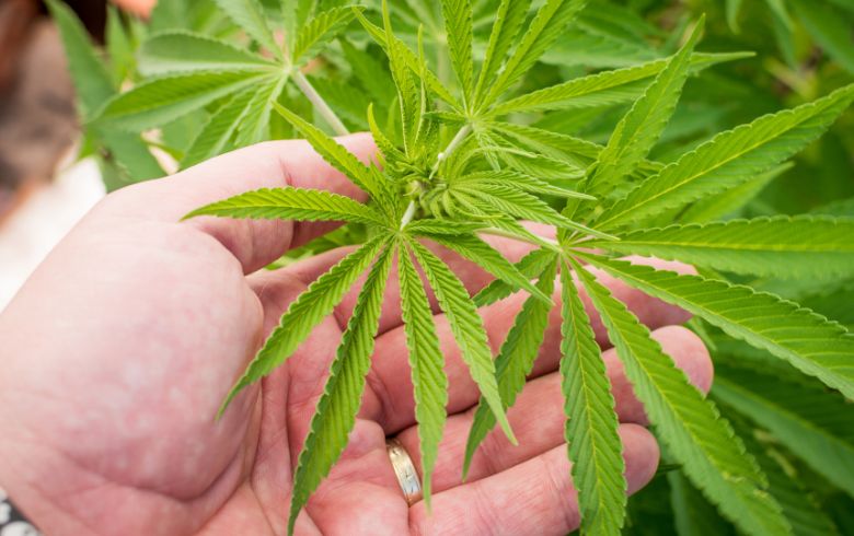 www.growbarato.net