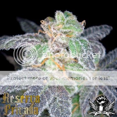 reserva_privada_Purple-OG.jpg