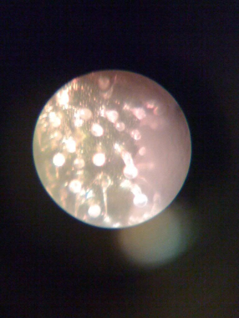 tricromes60x100x008.jpg