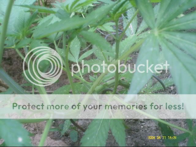 PICT0012-1.jpg