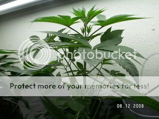 PICT0199.jpg