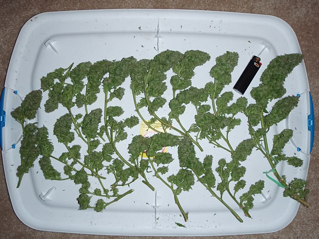 purplekush2.jpg