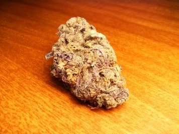 Purplenugresized.jpg
