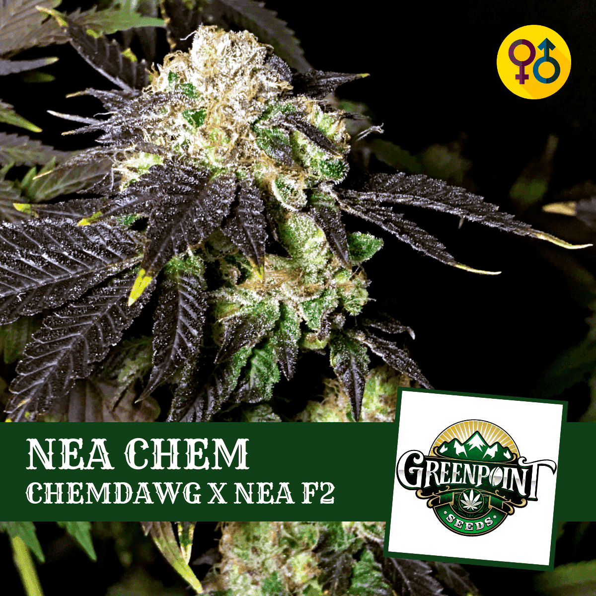 chemdawg-cannabis-seeds-nea-f2.png