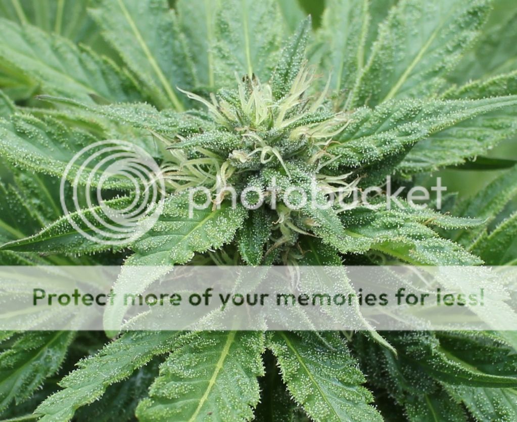 8f693931.jpg