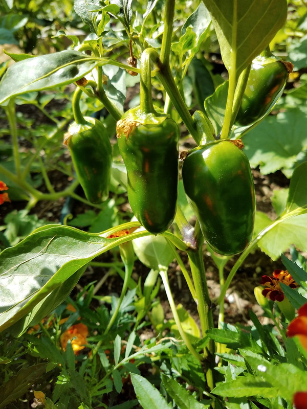 720jalapenos.jpg