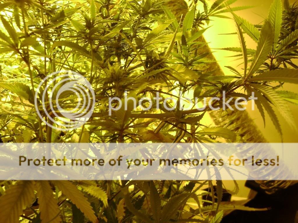 plantproblems024-1.jpg