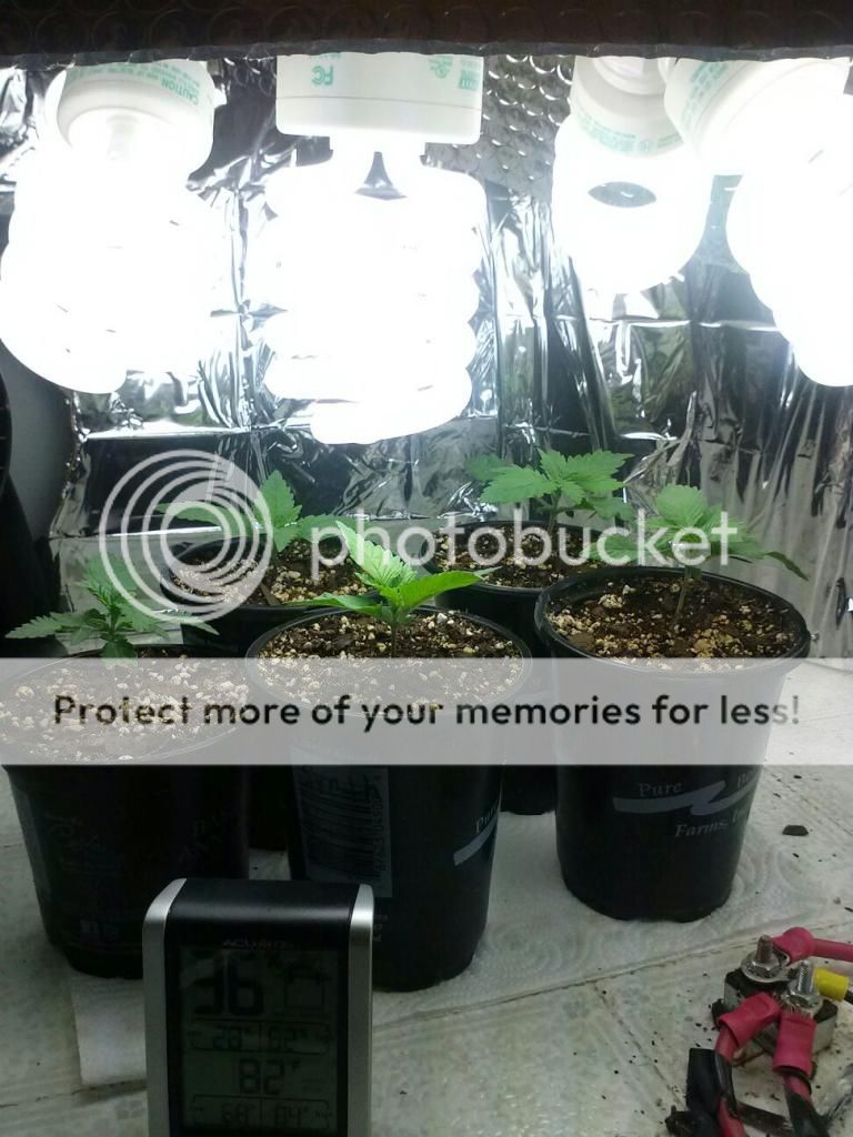1231121102_zps68859a7b.jpeg