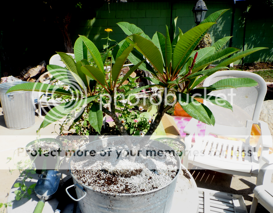 Plumeria2_zpse9c59f99.png