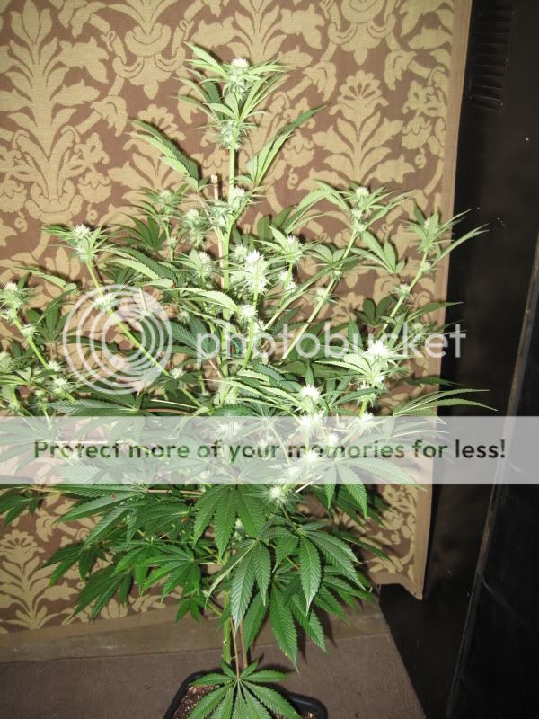 Q3_KingQuerkle_side.jpg