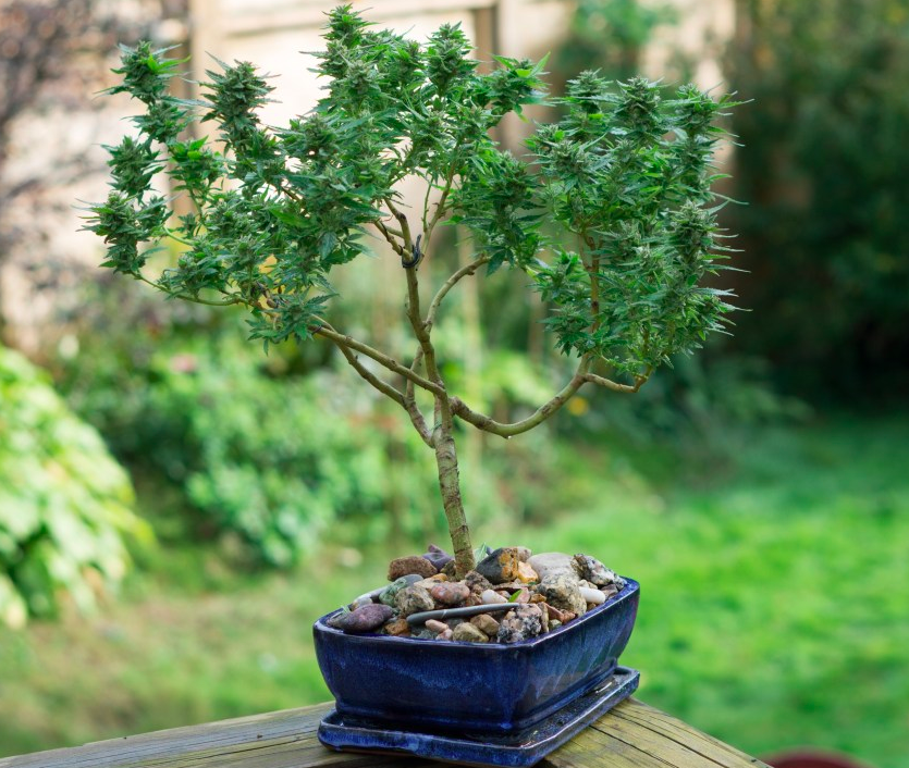 Cannabis Bonsai Trees Lynn Valley North Vancouver British Columbia Canada