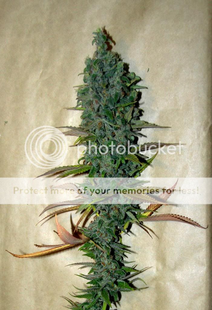 12-15-12ChernobylHarvest4_zps4c07048e.jpg