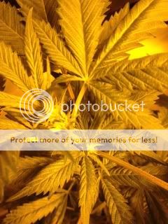 Purpleskunk2weeks.jpg