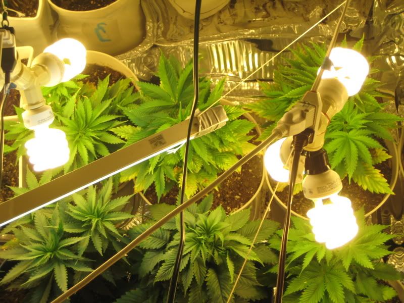 plants067.jpg