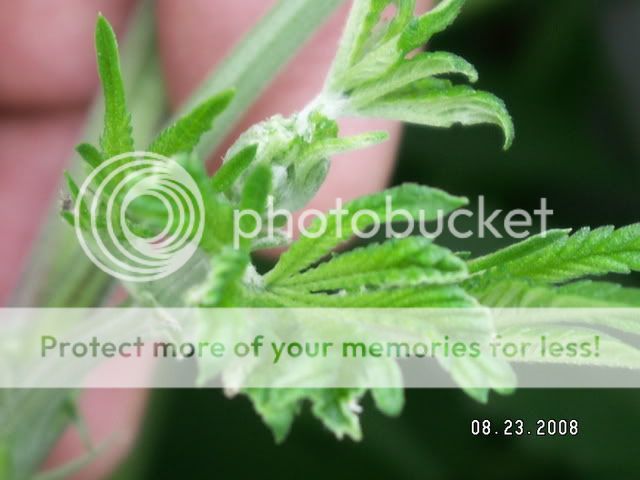 PICT0085.jpg