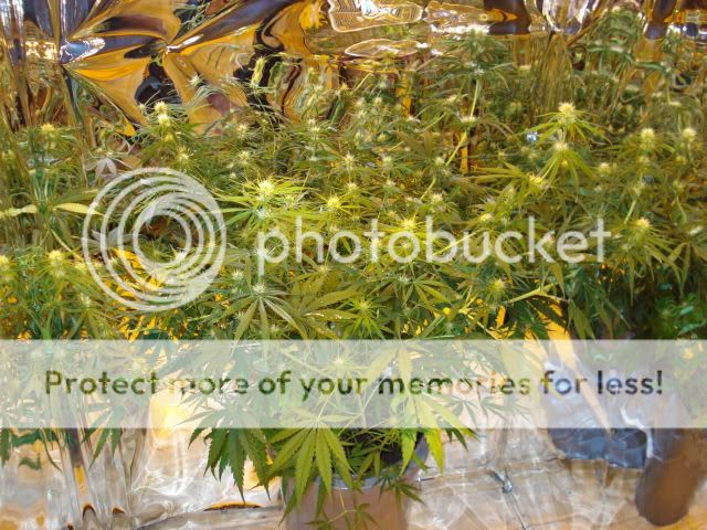 TSSLifeofPlant025.jpg