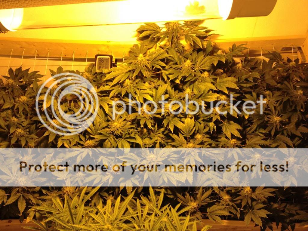 image_zpse6c88fd9.jpg