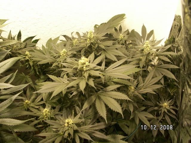 PICT0080.jpg